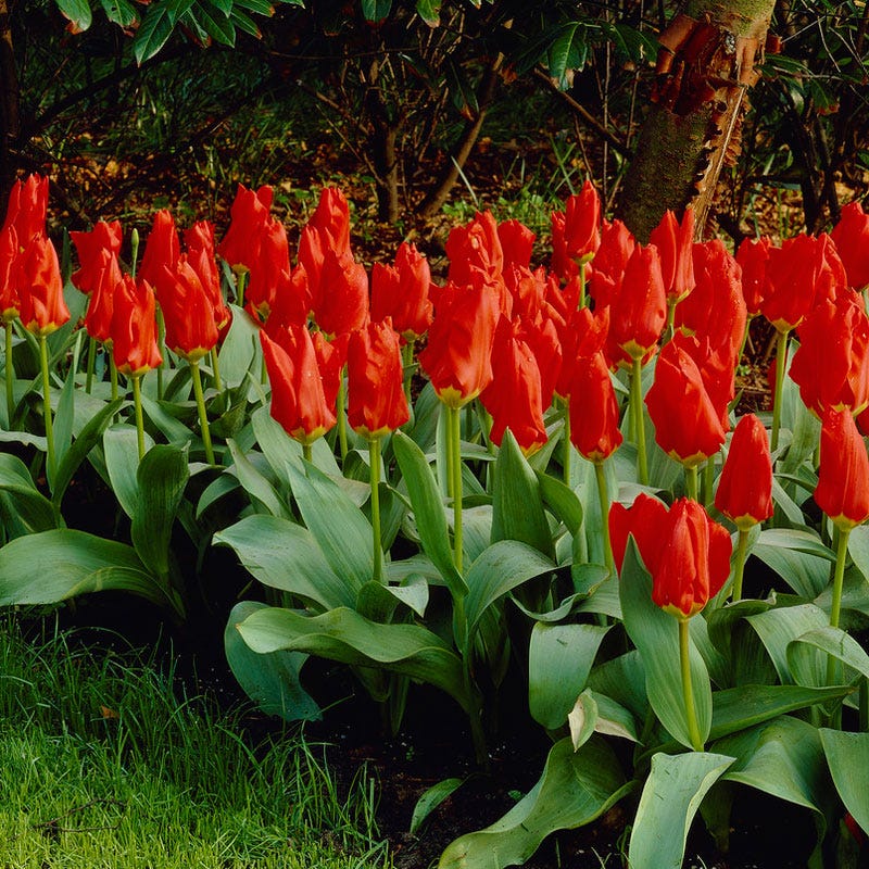 Red Emperor Tulip - Thumbnail 3