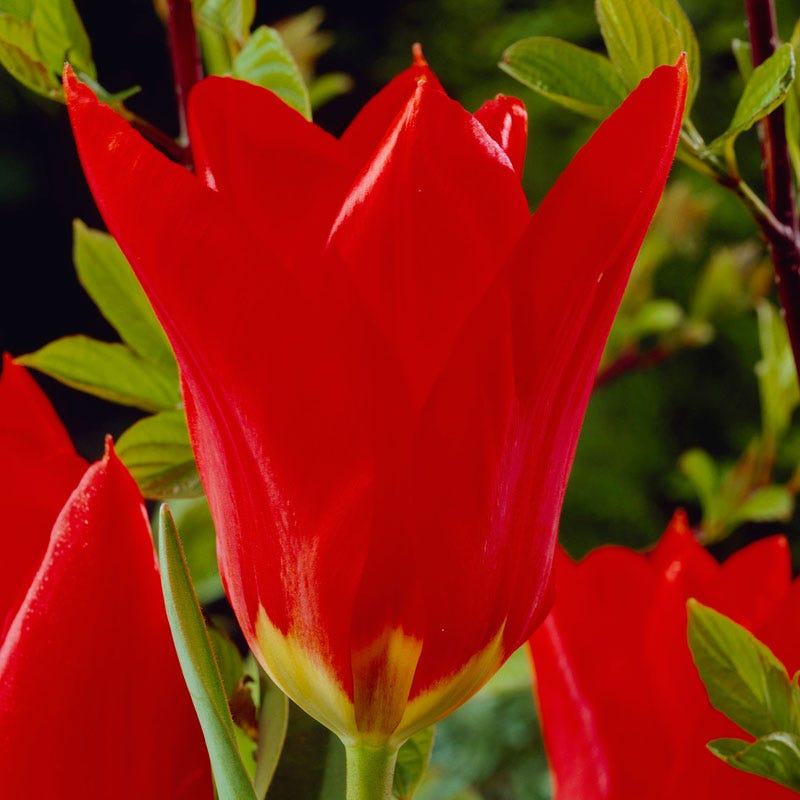 Red Emperor Tulip