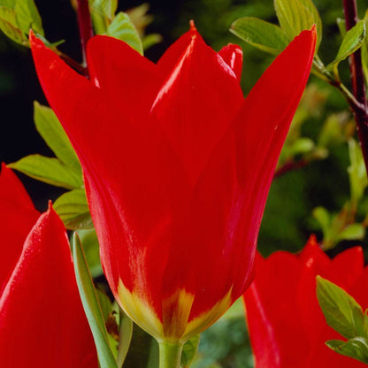 Red Emperor Tulip