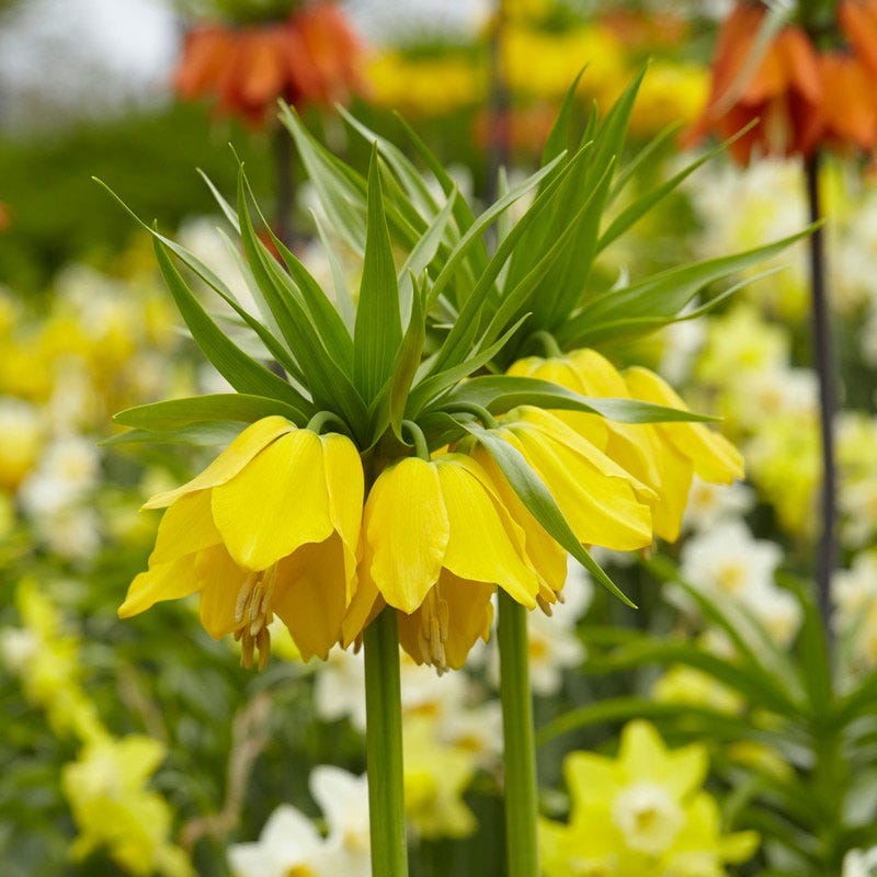 Yellow Crown Imperial Fritillaria imperialis 'Lutea'