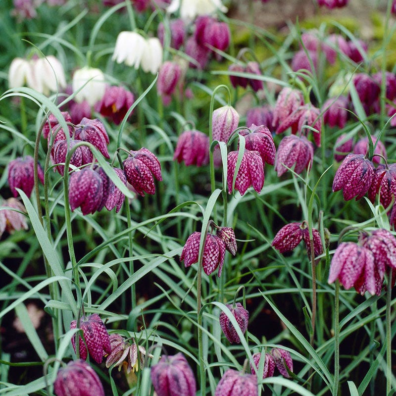 snake head plant seeds Snake's Head Fritillary Bulbs, Fritillaria meleagris
