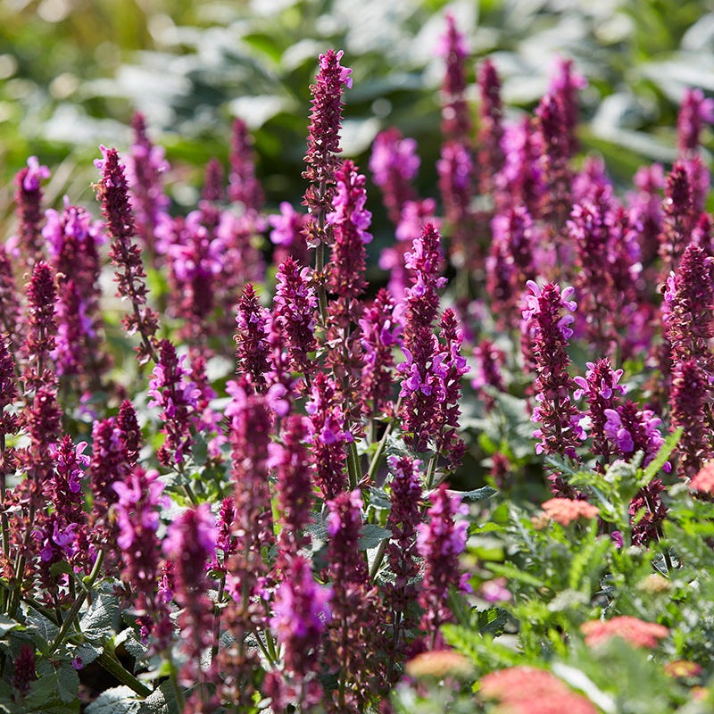 Rose Marvel Salvia