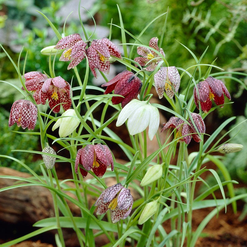 snake's head fritillary bulbs planting Snake's Head Fritillary Bulbs, Fritillaria meleagris