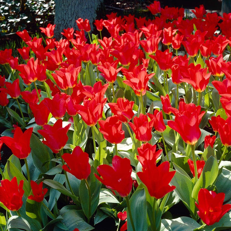 Red Emperor Tulip