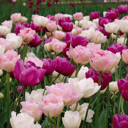 Double Late Tulip Mix