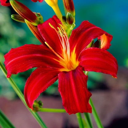 Crimson Pirate Daylily