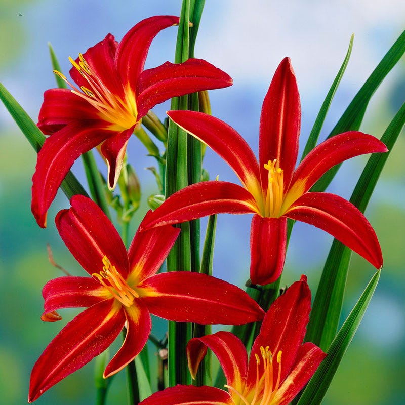 Crimson Pirate Daylily