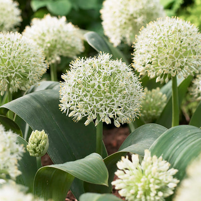 Ivory Queen Allium