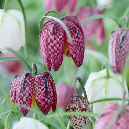 snake head plant bulbs Snake's Head Fritillary Bulbs, Fritillaria meleagris