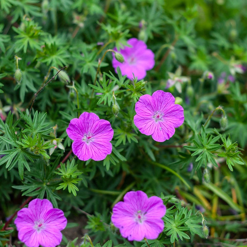 hardy geranium seeds for sale Vision Violet Geranium, Cranesbill