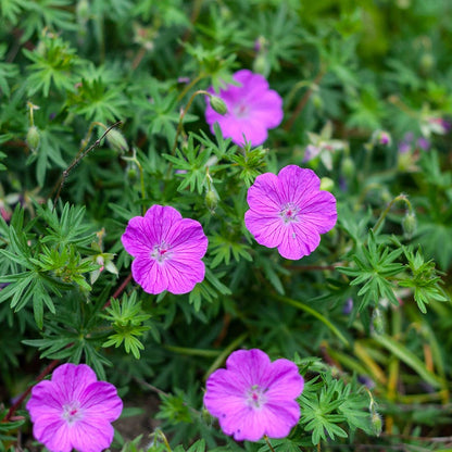 Vision® Violet Geranium