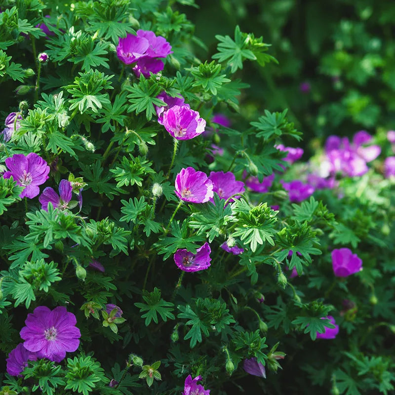 Vision® Violet Geranium