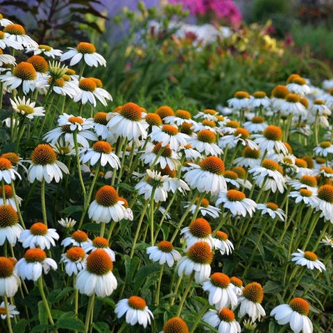 pow wow echinacea seeds Pow Wow White Purple Coneflower, Echinacea purpurea