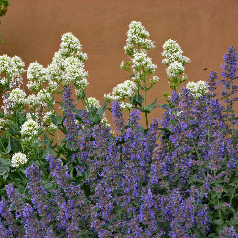 Walker's Low Nepeta, Catmint | High Country Gardens