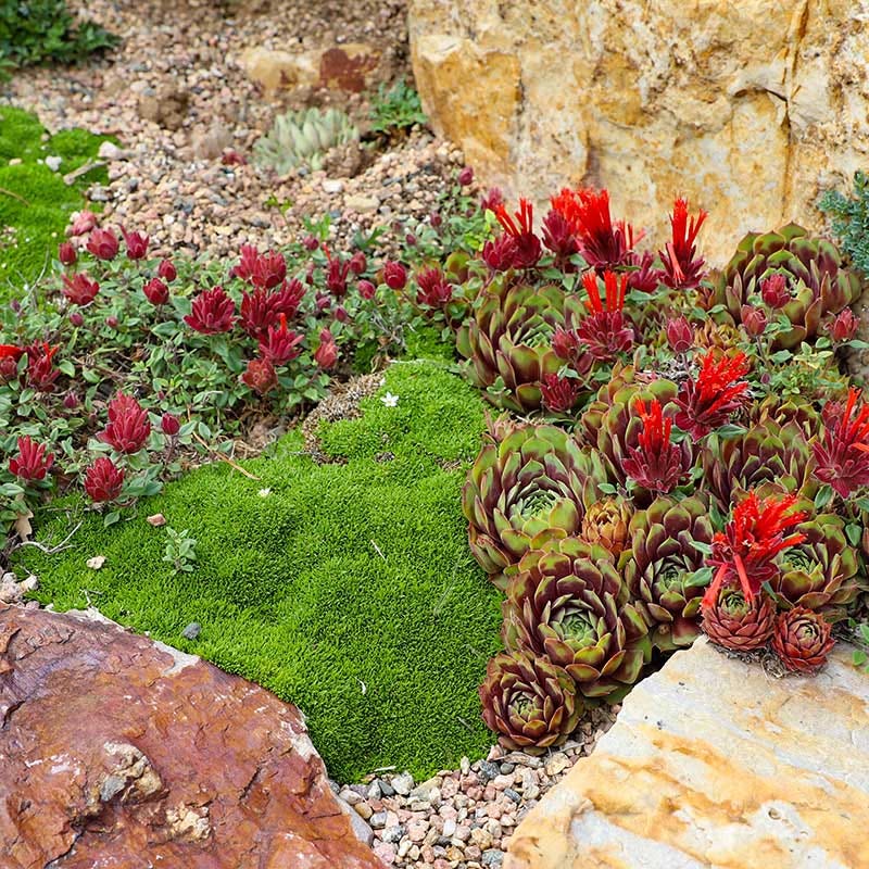 Wallowa Mountains Sandwort (Arenaria)
