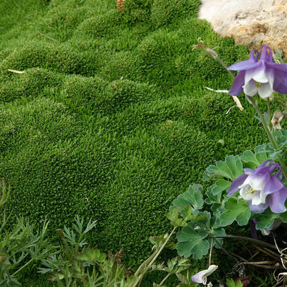 Wallowa Mountains Sandwort (Arenaria)