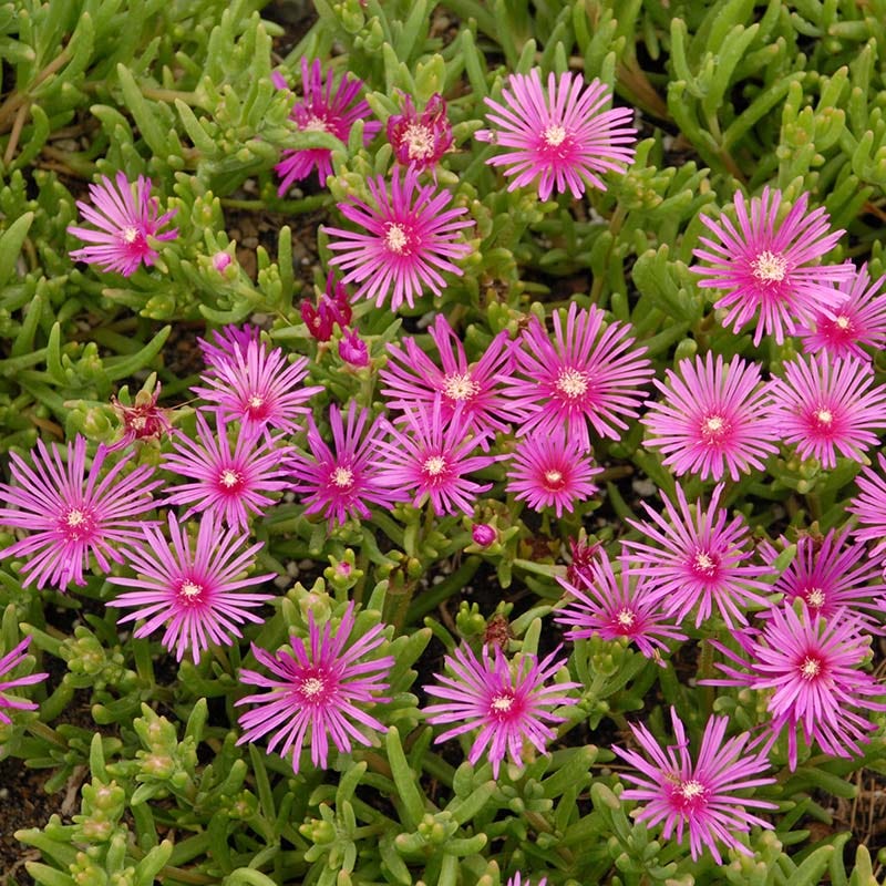 pink ice plant succulent care Cooper's Hardy Ice Plant, Delosperma cooperi