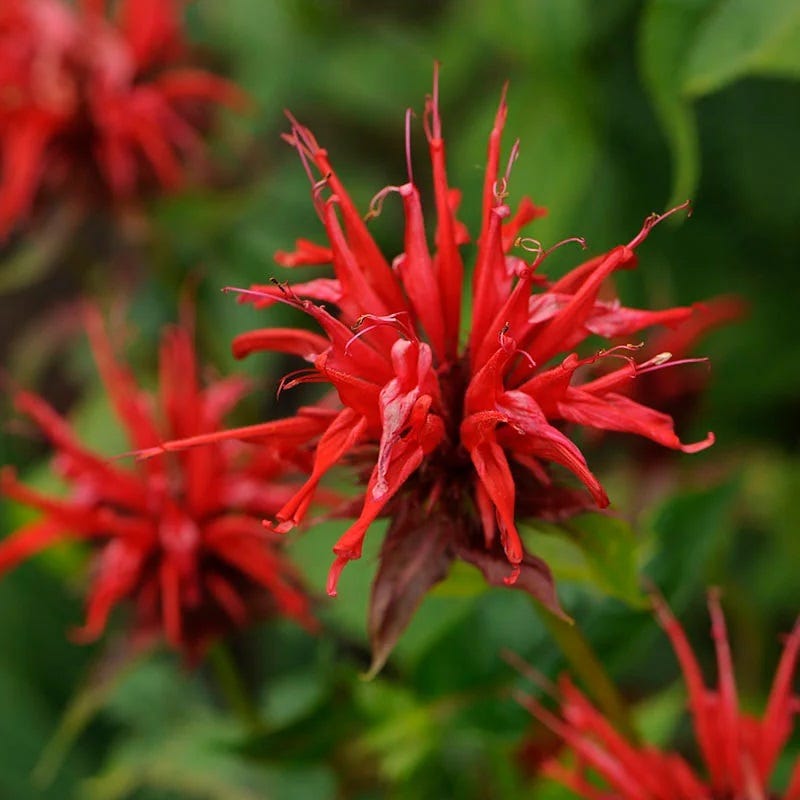 Monarda didyma 'Jacob Cline' Bee Balm
