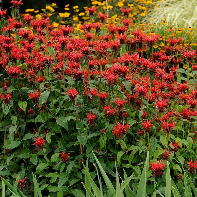 Monarda didyma 'Jacob Cline' Bee Balm - Thumbnail 2