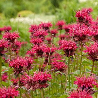 Worry-Free Bee Balm Collection