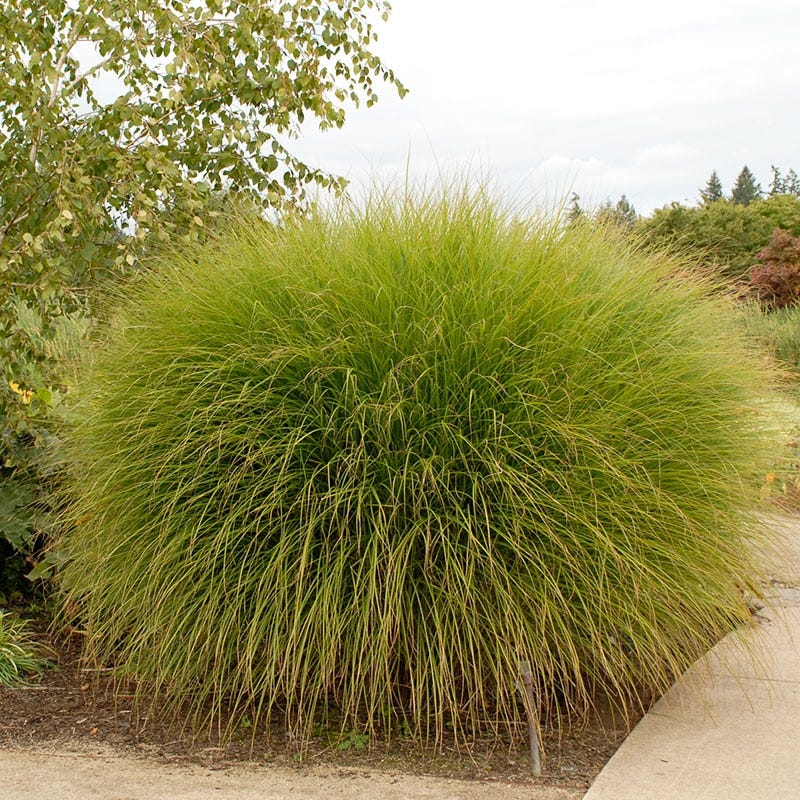 Gracillimus Miscanthus Grass