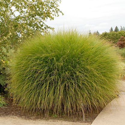 Gracillimus Miscanthus Grass