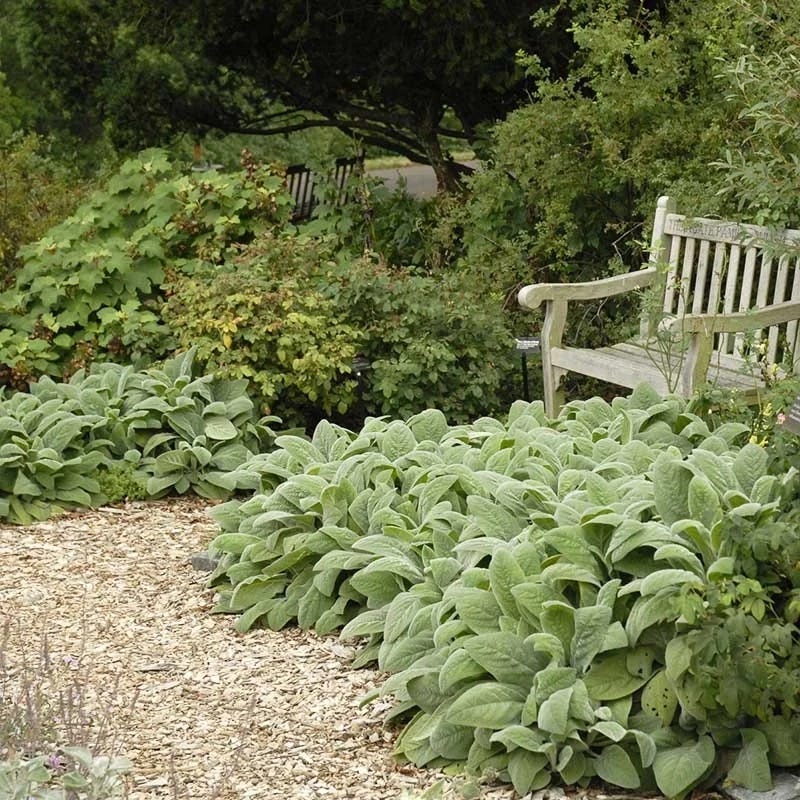steins indoor plants Helen von Stein Lamb's Ear, Stachys byzantina