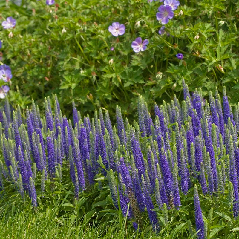 Royal Candles Speedwell, Veronica spicata Royal Candles High