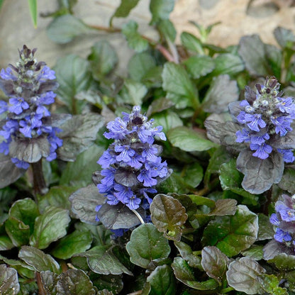 Black Scallop Ajuga