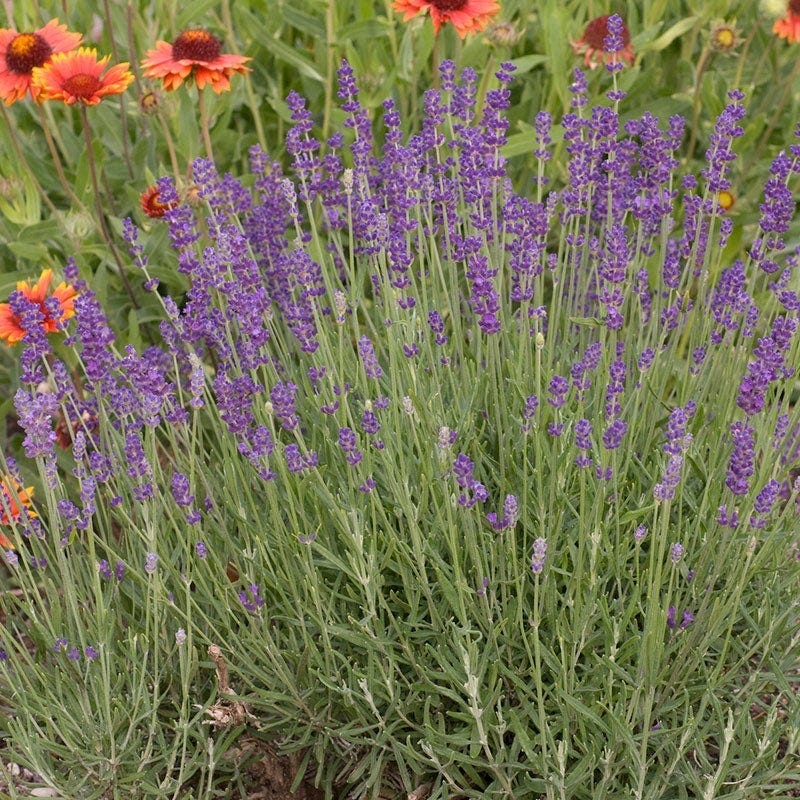 large hidcote lavender plants for sale Hidcote Superior English Lavender, Lavandula angustifolia