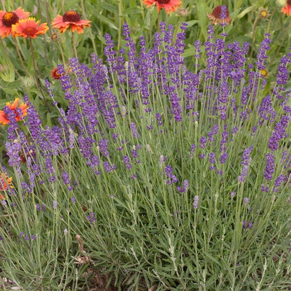 Hidcote Superior English Lavender