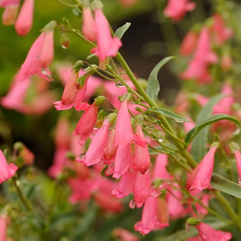 Elfin Pink Penstemon