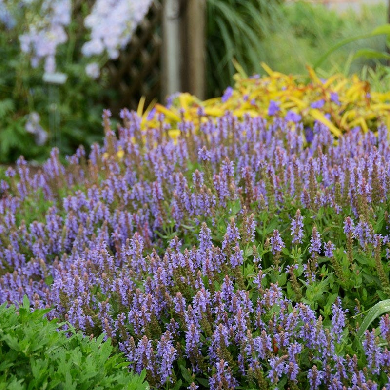 High Country Gardens Salvia sylvestris - Thumbnail 5