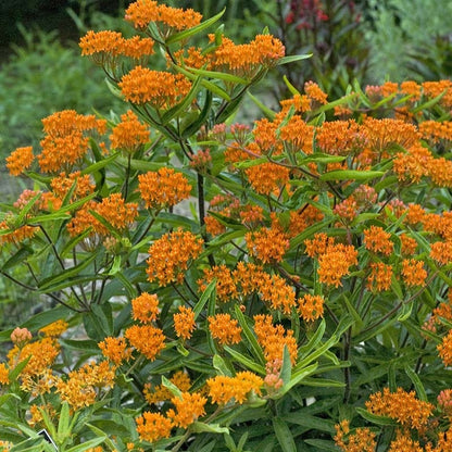 Butterfly Weed (Clay Form)