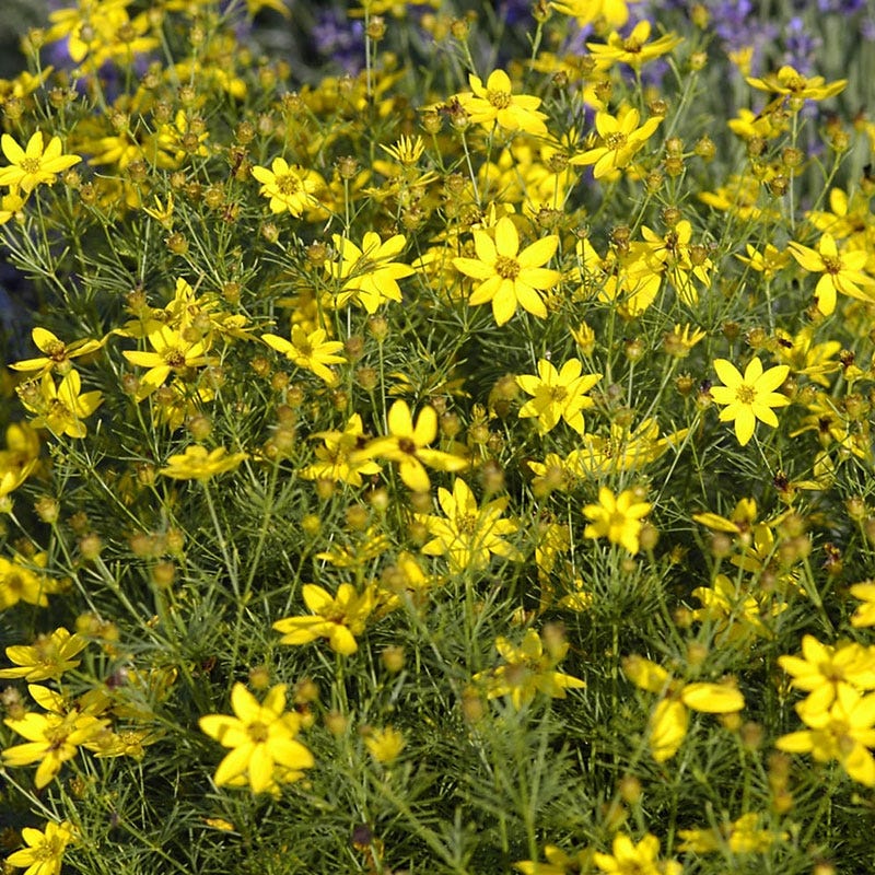 Zagreb Whorled Tickseed, Coreopsis verticillata Zagreb | High