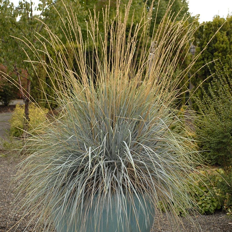 Blue Oat Grass