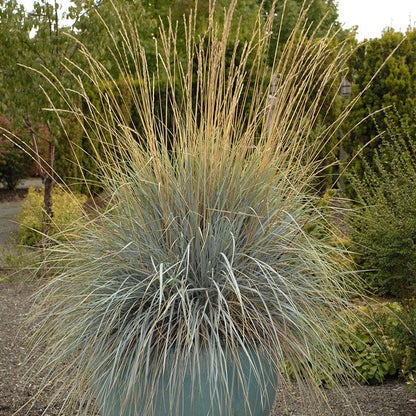 Blue Oat Grass