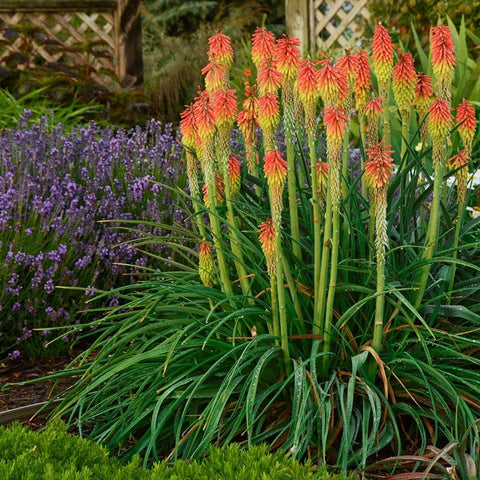 Fire Dance Dwarf Poker, Kniphofia hirsuta Fire Dance