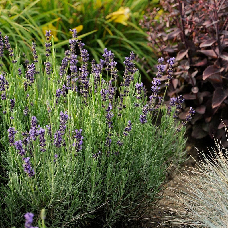 large hidcote lavender plants for sale Hidcote Blue English Lavender, Lavandula angustifolia