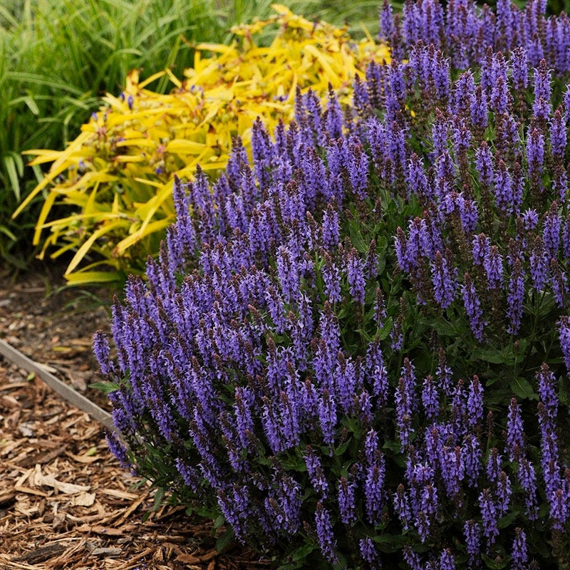 High Country Gardens Salvia sylvestris - Thumbnail 4