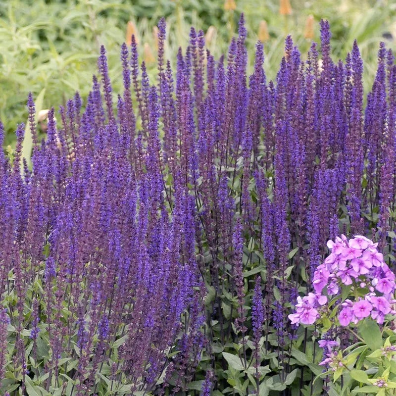 Caradonna Salvia