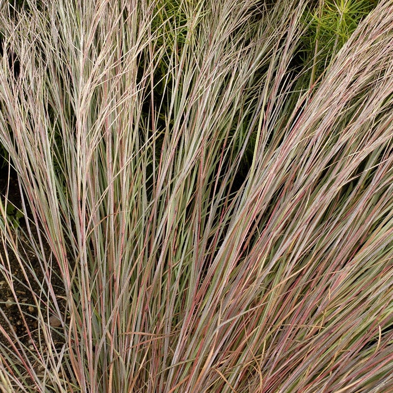 Prairie Blues Little Bluestem Grass