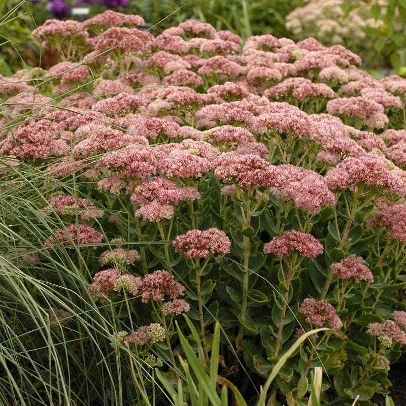 Autumn Fire Stonecrop, Sedum Autumn Fire