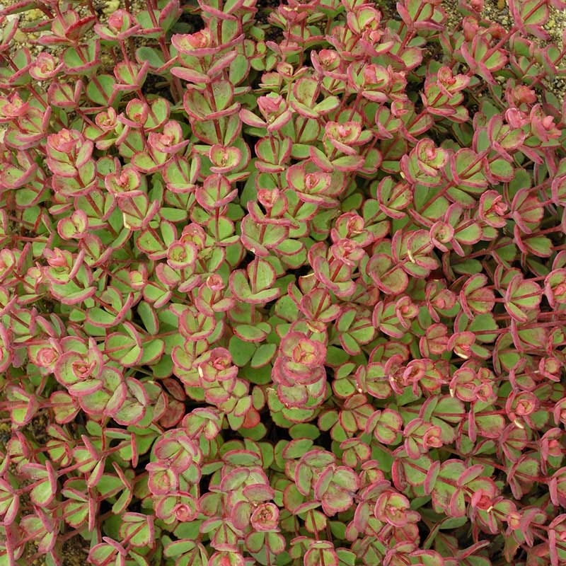 October Daphne Sedum