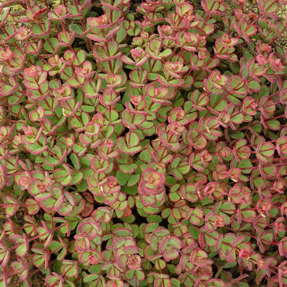 October Daphne Sedum