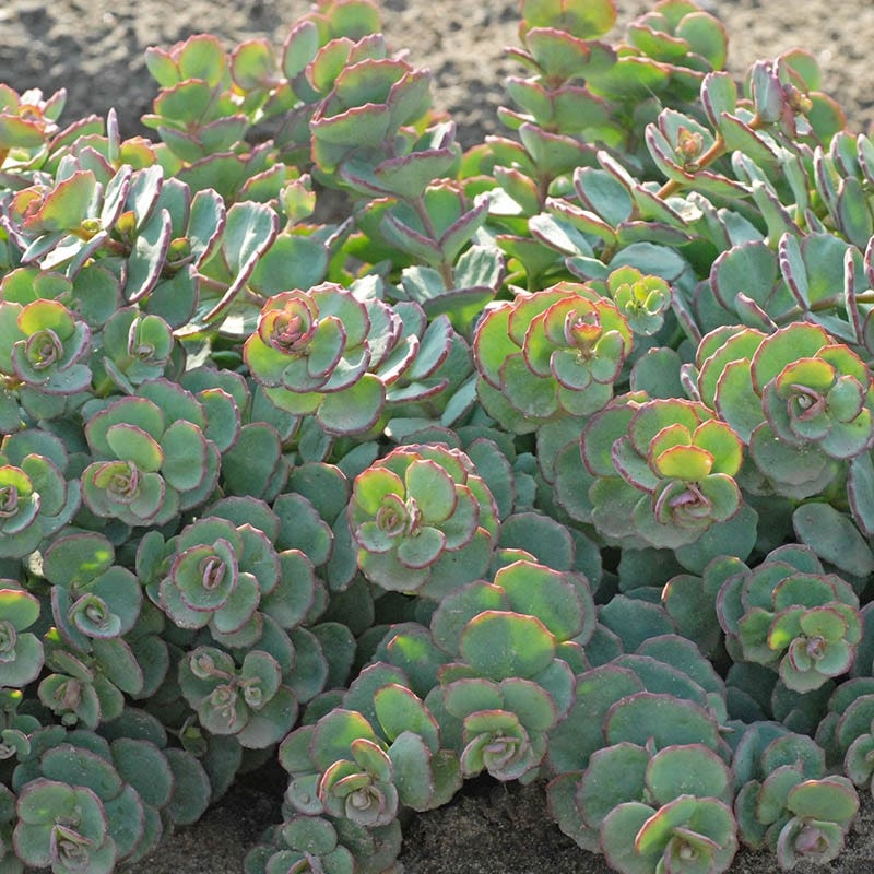 daphne succulent October Daphne Stonecrop, Sedum sieboldii October Daphne