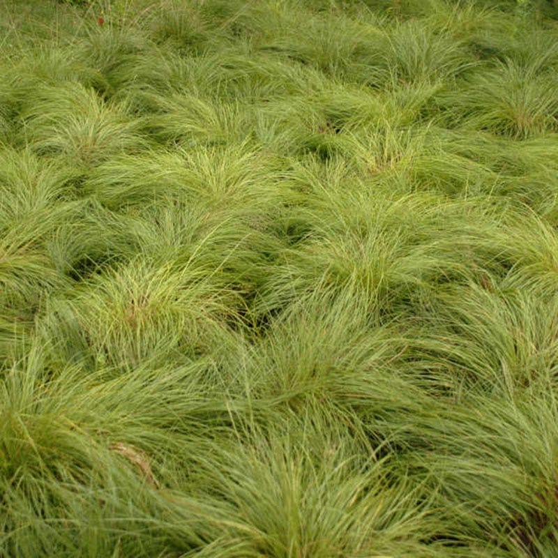 Prairie Dropseed Grass