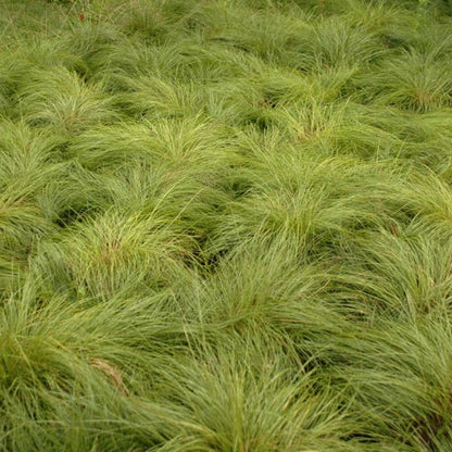 Prairie Dropseed Grass