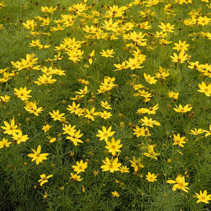Zagreb Coreopsis