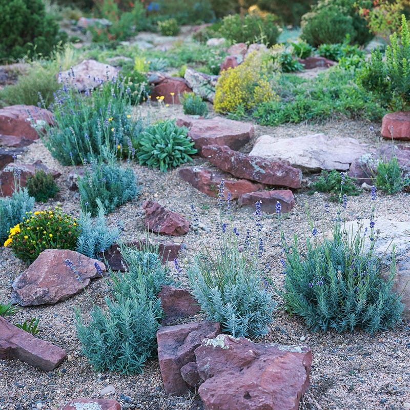 Wee One Dwarf English Lavender